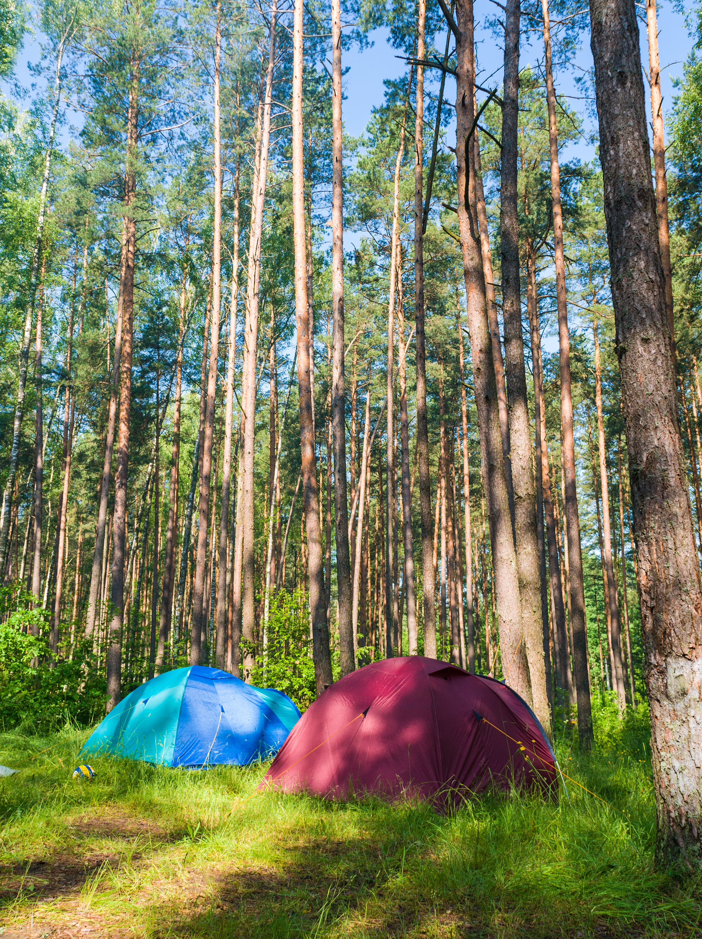 Camping in the forest. Flått