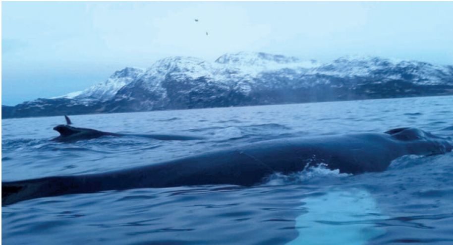 Nærkontakt med hval og spekkhugger er en heftig opplevelse, som gir skikkelig adrenalinkick.