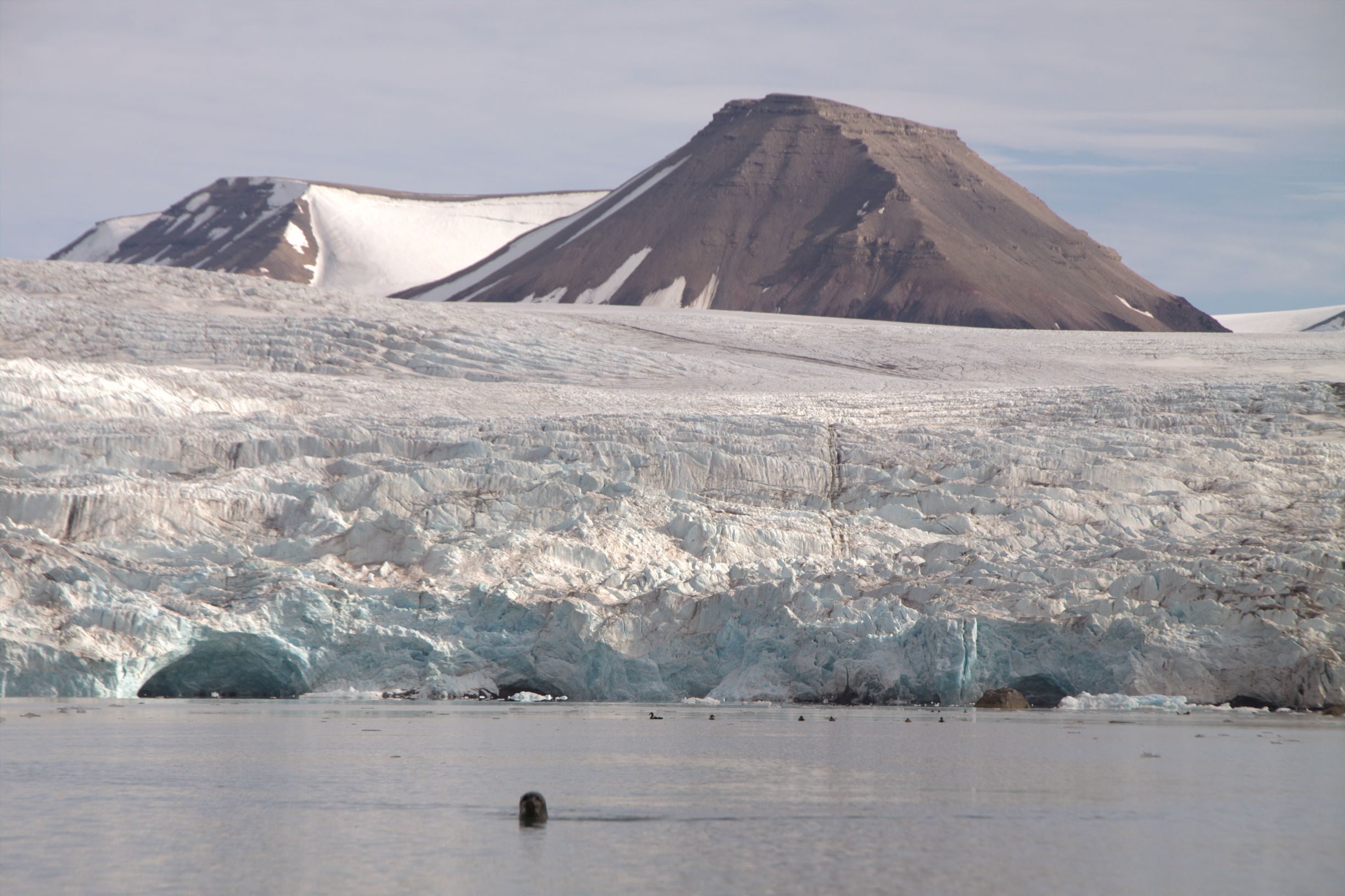 Nyskjerrig sel - Kajakktur Spitsbergen