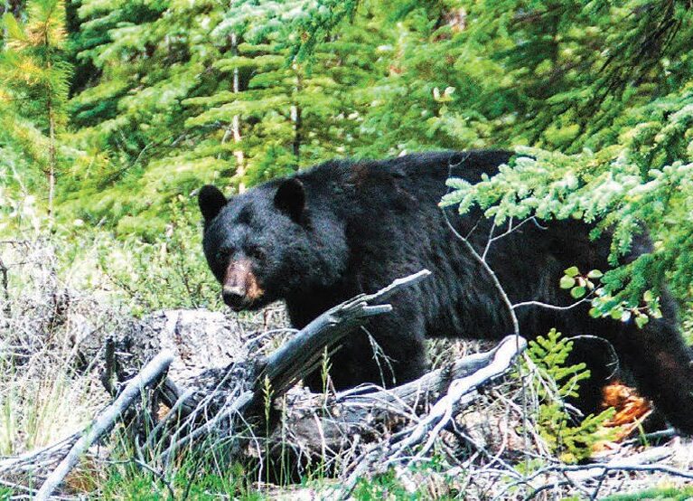 På sporet av villmarken