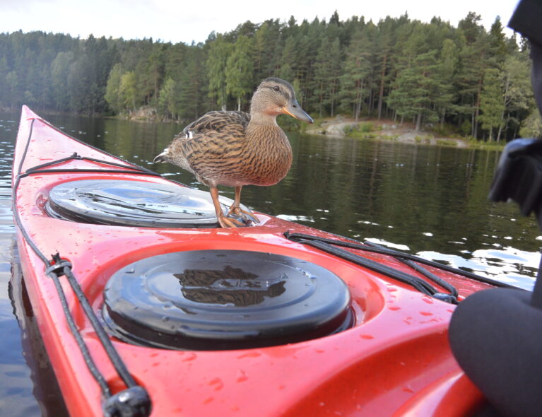 -Vi får 80 nye medlemmer hver uke om sommeren!