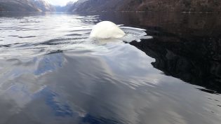 Blått hav, hvit hval – møt Hvaldimir i Lysefjorden