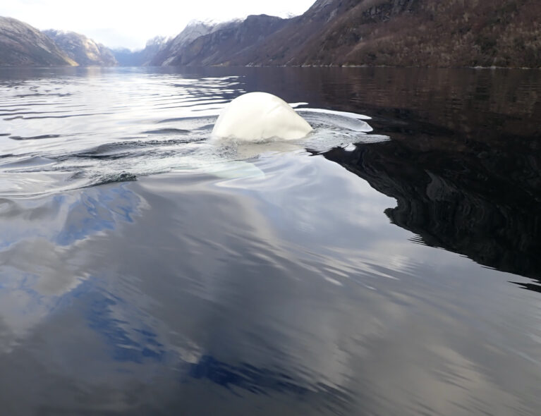 Blått hav, hvit hval – møt Hvaldimir i Lysefjorden