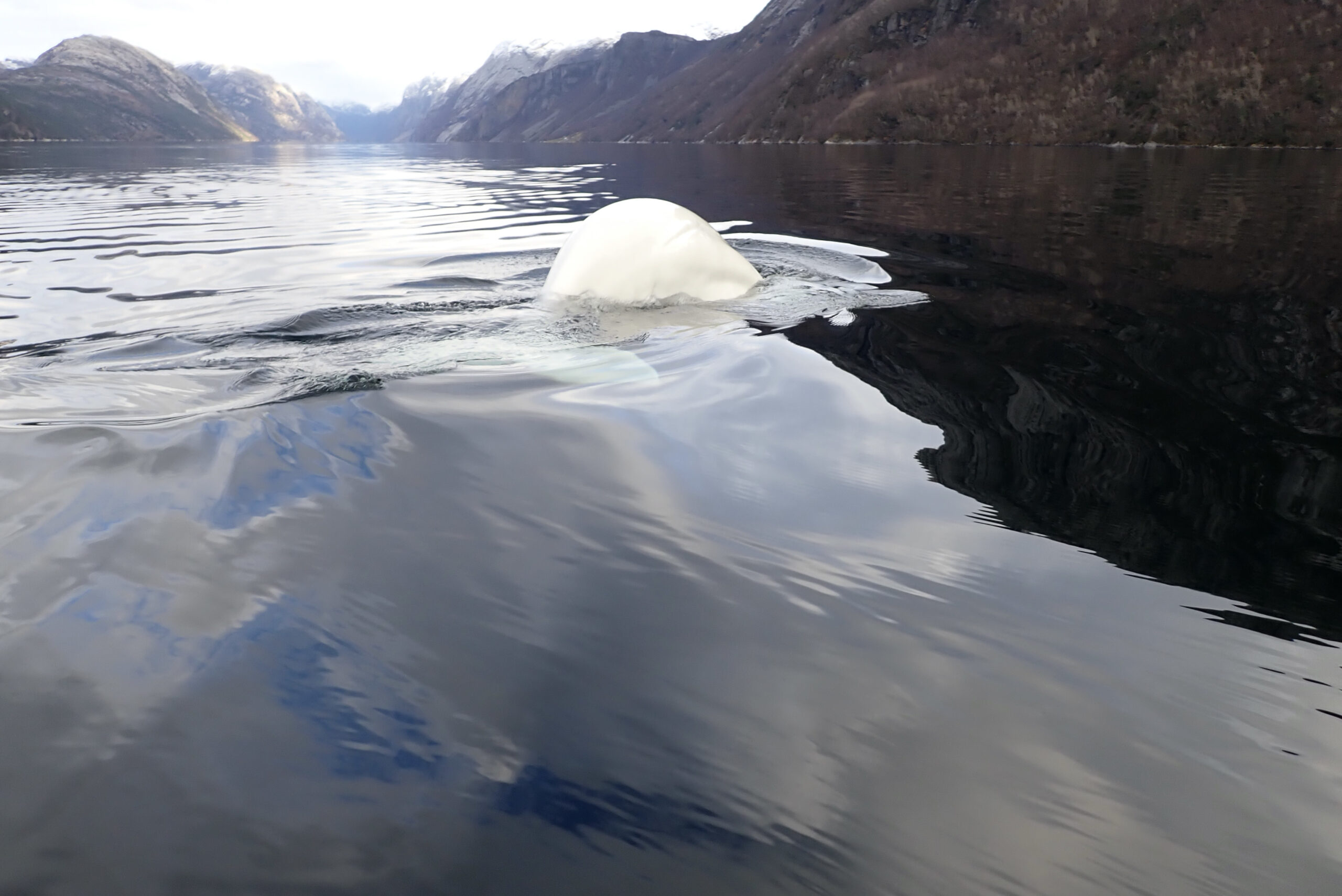 Blått hav, hvit hval – møt Hvaldimir i Lysefjorden