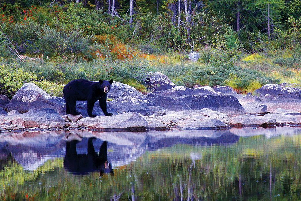 Illustrasjonsbilde. På turer i Canada og Alaska er det ikke uvanlig å se svartbjørner som rusler i vannkanten. Foto: Øystein Køhn