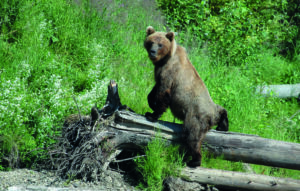 klatrende grizzlybjørn